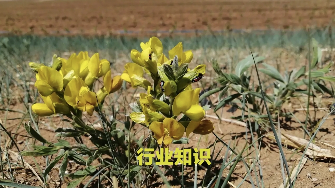 中药材什么时间种植最好，一起来了解下吧