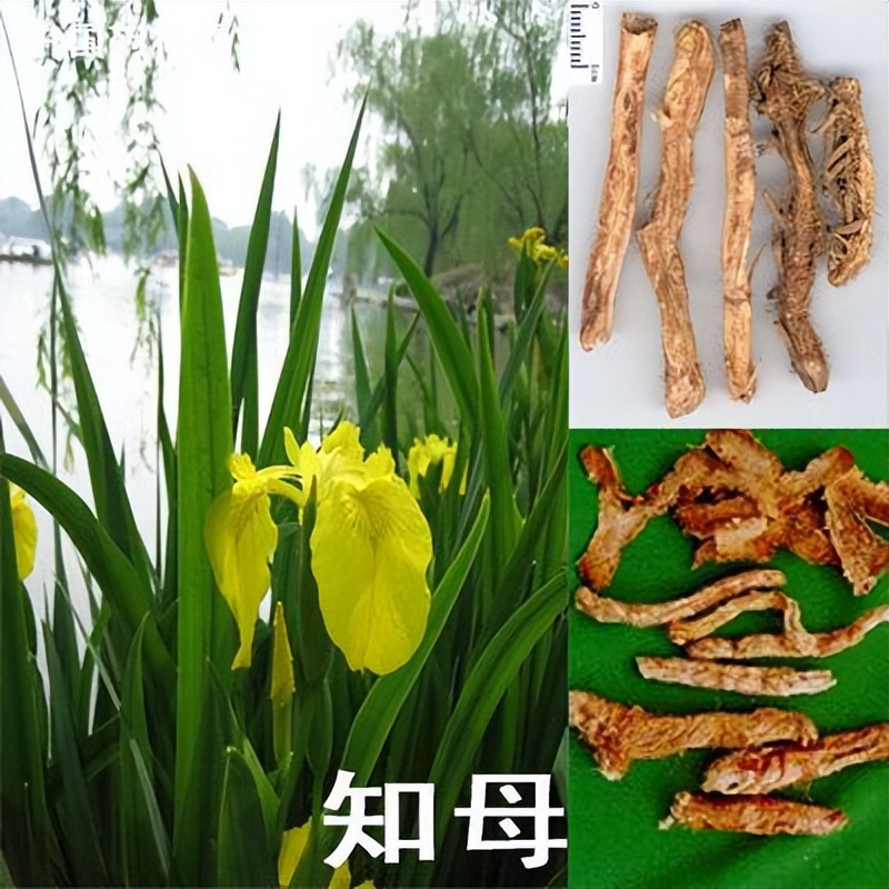 知母后市仍可关注