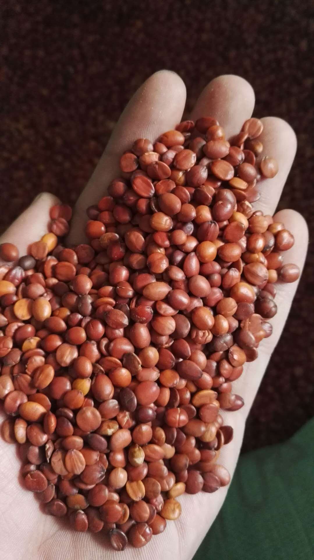 酸枣仁标准化种植技术规程