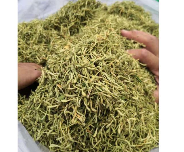 金银花标准化种植技术规程
