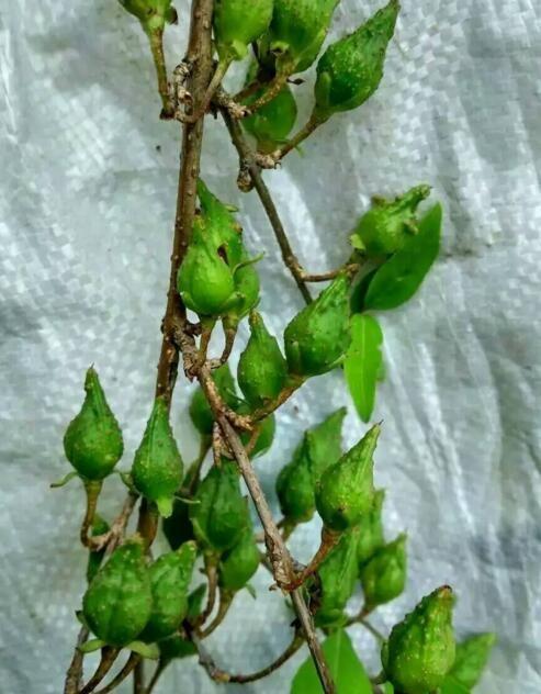 连翘标准化种植技术规程