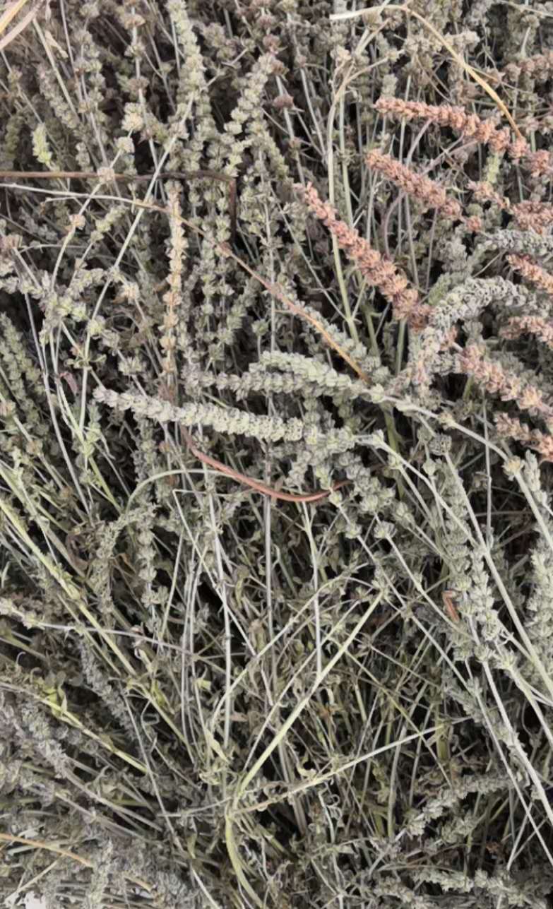 荆芥标准化种植技术规程