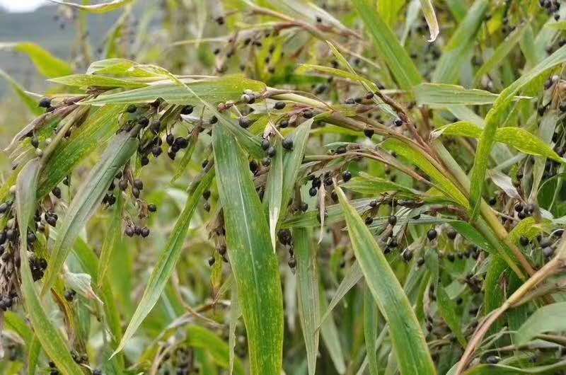 薏苡仁高产标准化种植技术