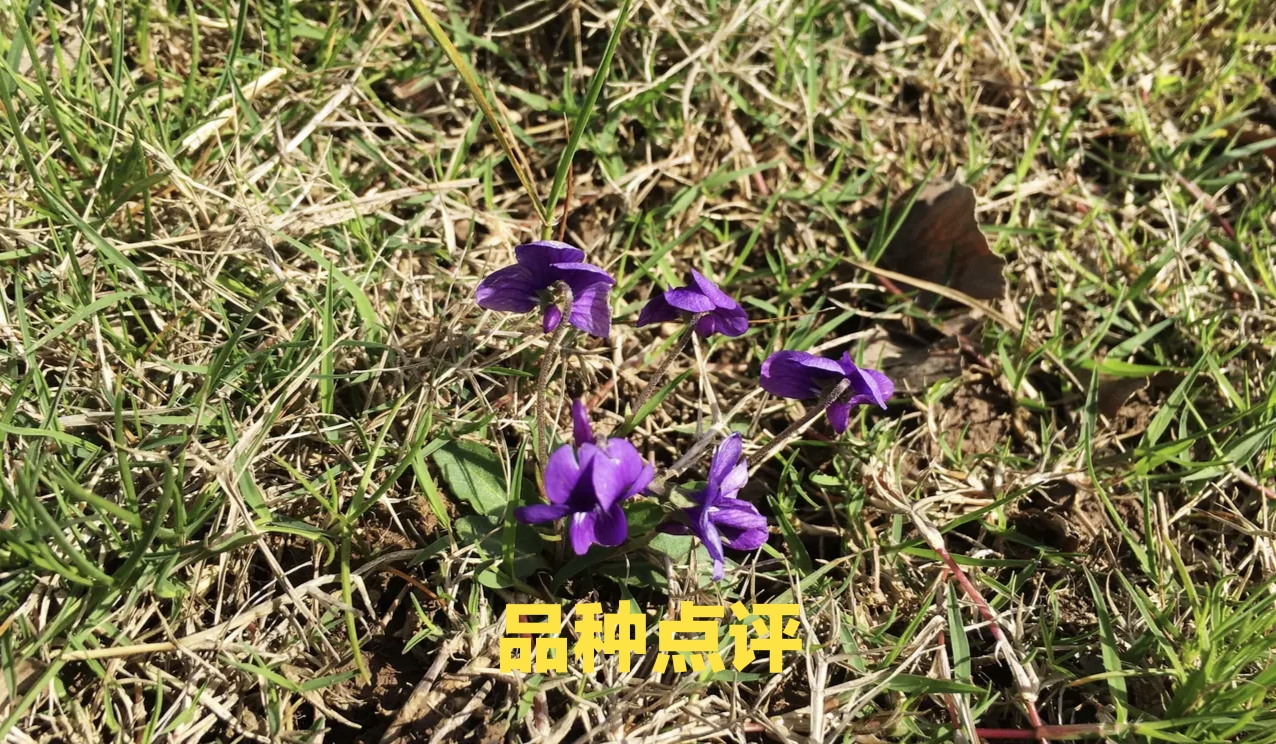 高鹏说药材：近日关注的品种有哪些？