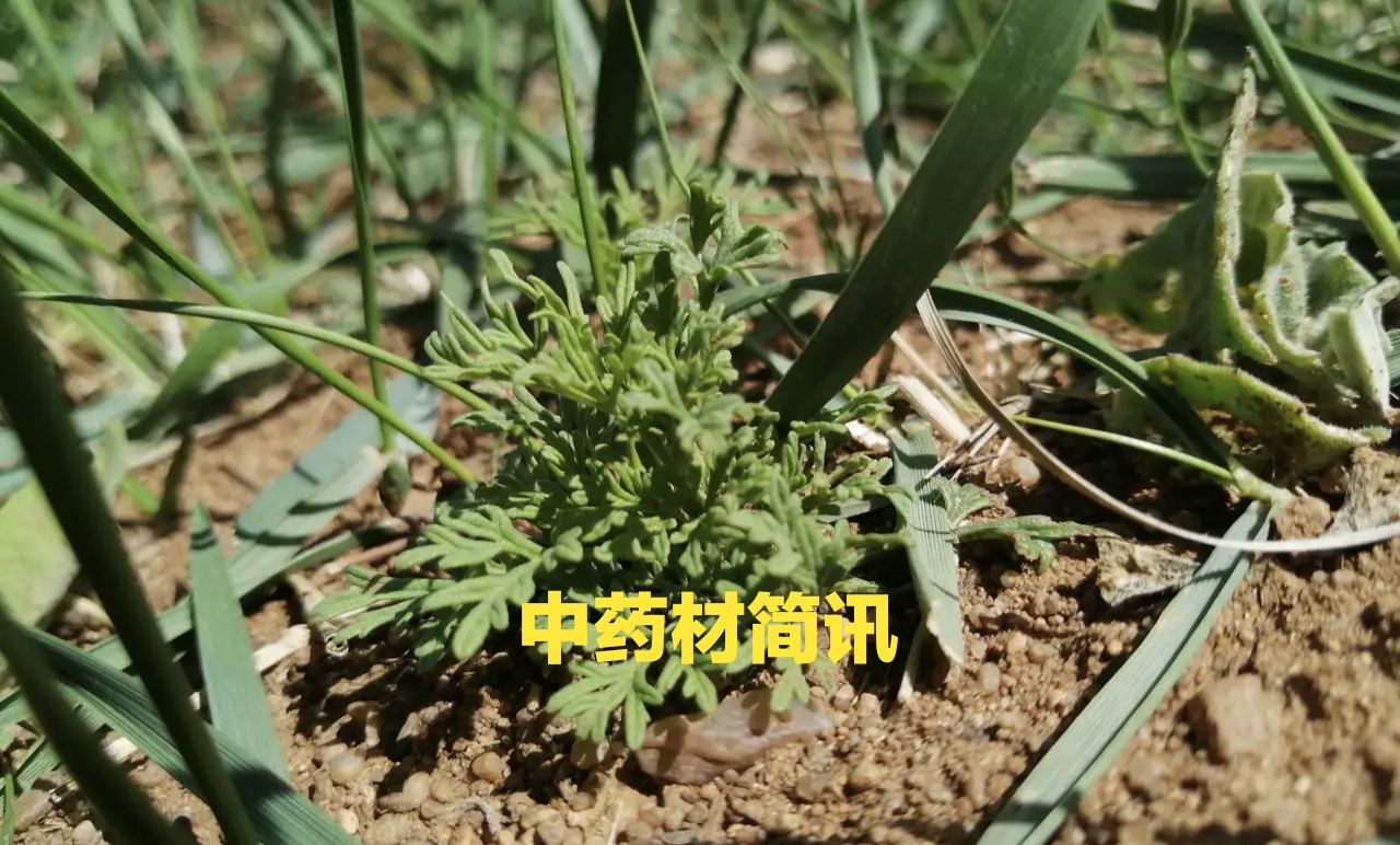 高鹏说药材：各地中药材行业重点信息周报（11月30日-12月