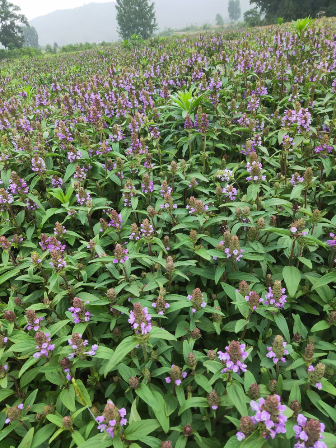 高鹏说药材：借势十四五中医药振兴发展契机，大力推进新疆中药材