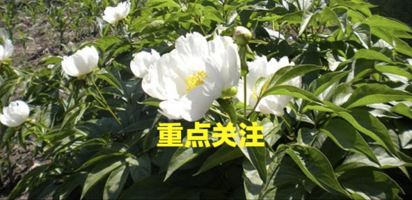 《新疆生产建设兵团“十四五”中医药发展规划》印发