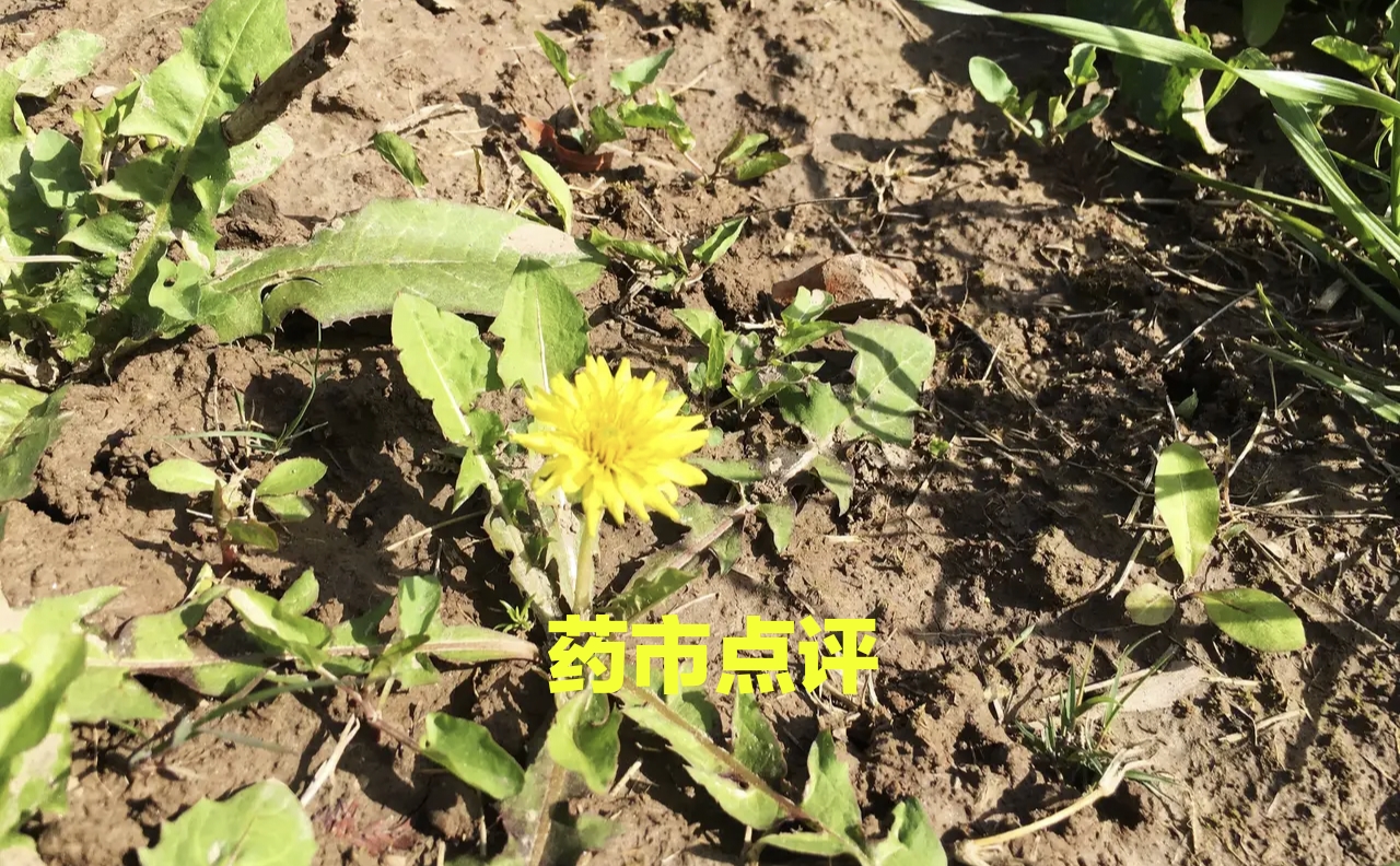高鹏说药材：周评：药市涨价品种不减，热度不减，后市风险加剧