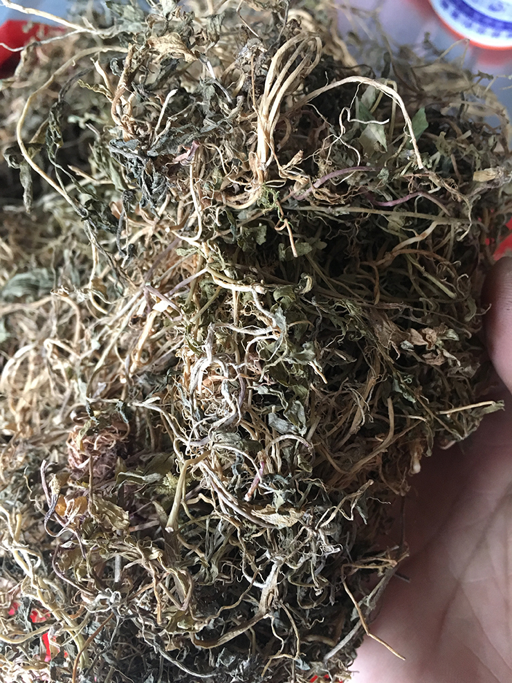 高鹏说药材：半边莲产新前仍将在高位震荡运行