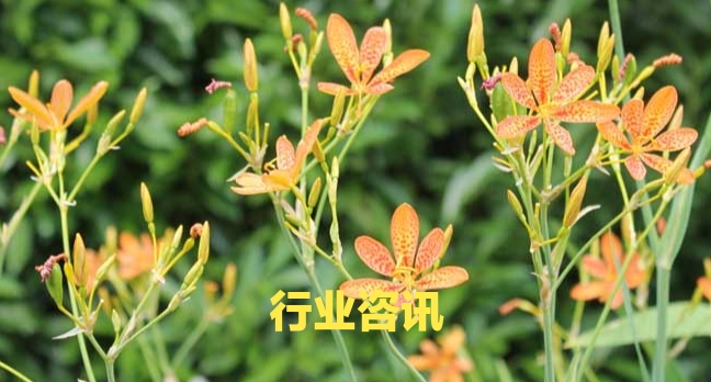 高鹏说药材：中药创新药，特别是中药三类新药审批加速，潜力巨大
