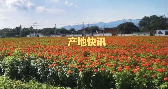每日推荐|产地资讯聚焦（3.13）